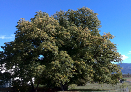 Great Walnut at Meinier, Geneva